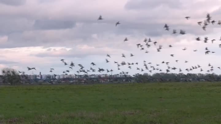 Около трех тысяч гусей остановились в Ленинградской области