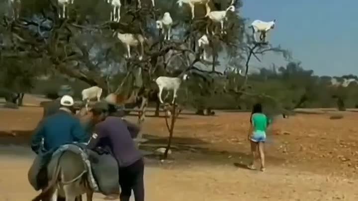 козы на деревьях