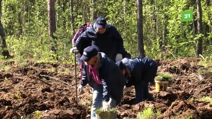 В Челябинском городском бору высадили больше 1000 сеянцев сосен