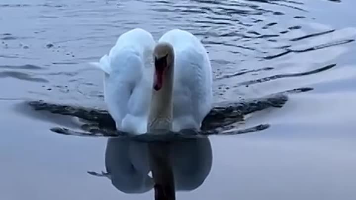 Грациозное приводнение лебедя