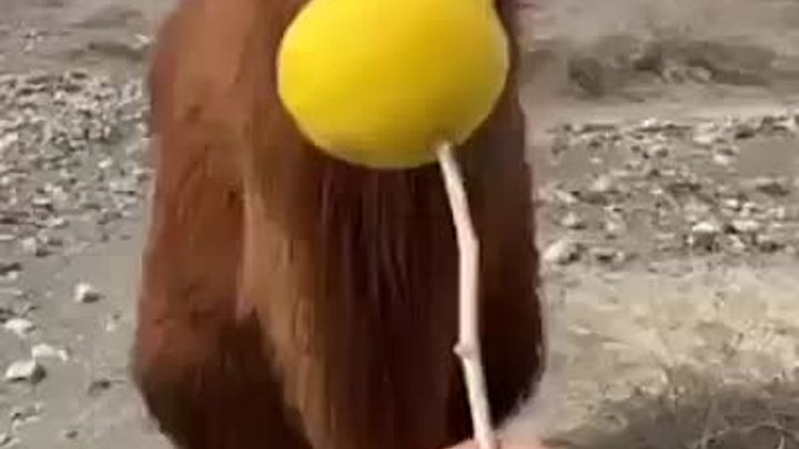 Верблюд впервые в жизни решил попробовать лимон
