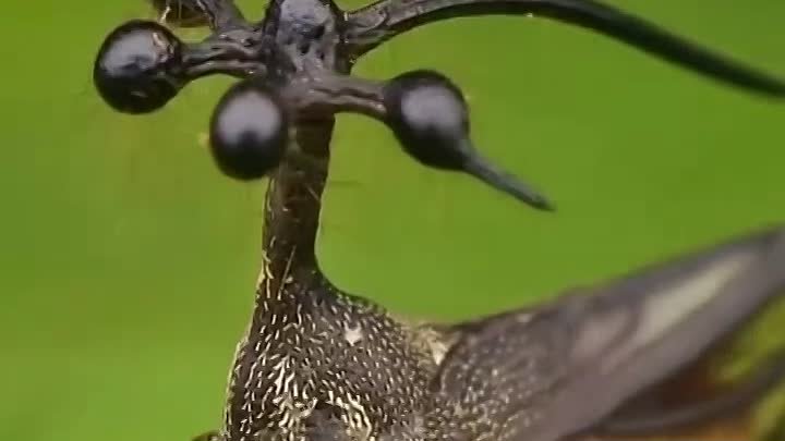 Бразильская горбатка