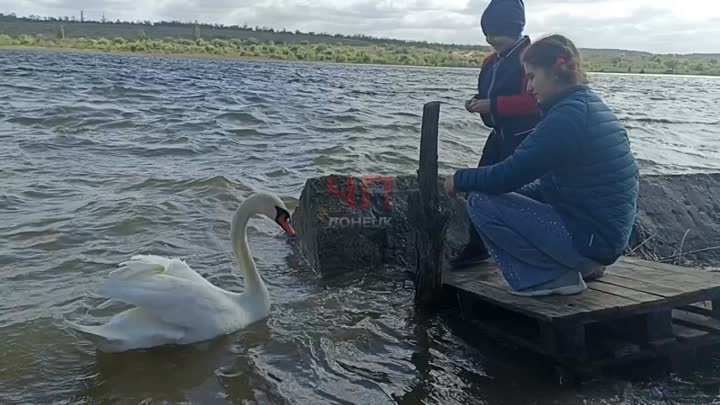 Лебеди на Донецком море