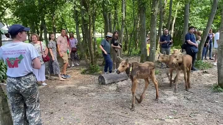 Кострома с высоты птичьего полета глазами туриста