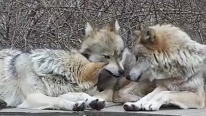 Wolf-Mom-Puts-Up-With-Her-Fierce-And-Fei_87.mp4