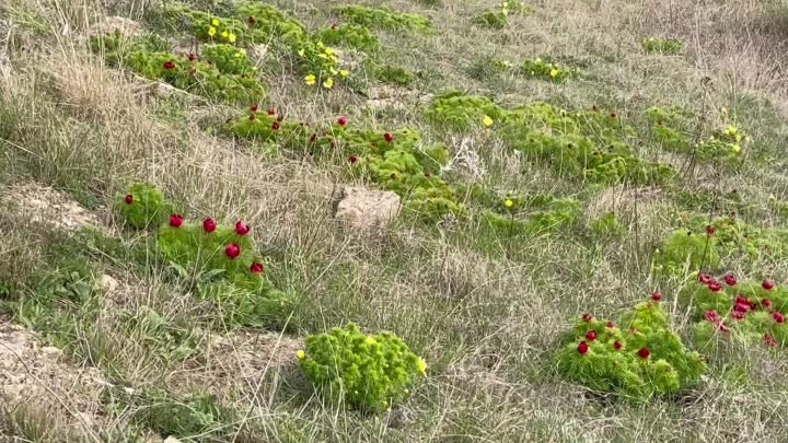 Орджоникидзе. Весна в окрестностях посёлка.