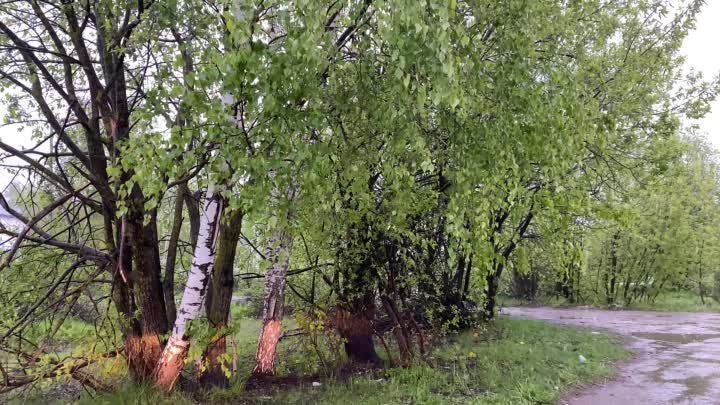 Видео от Вязники наш город