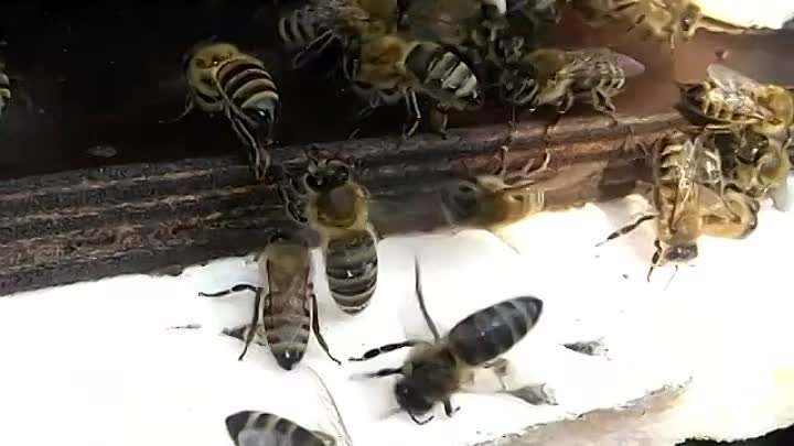 Пчёлки работают и собирают пыльцу в Архипо-Осиповке с личной пасеки. ...