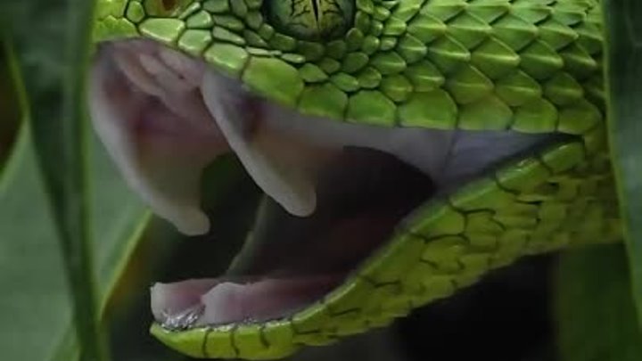🐍 Колючая кустарниковая гадюка ядовитая змея из семейства Гадюковых