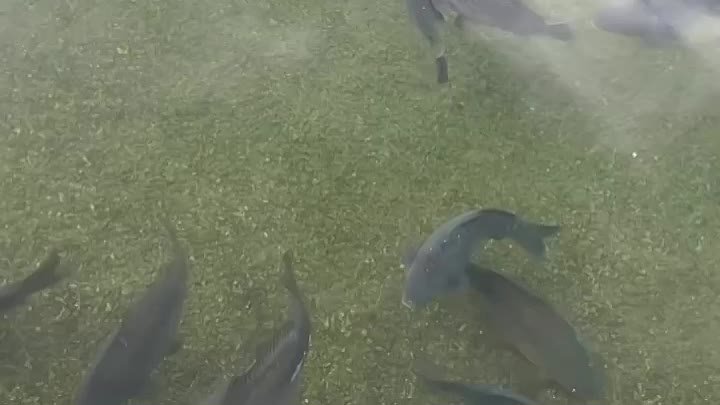 Рыбки на Комсаке