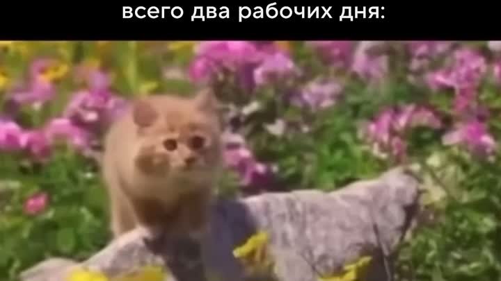 СМ.mp4