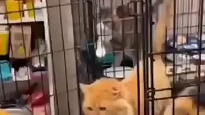Котик сам выбрал себе друга 