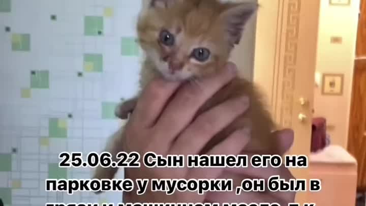 Котйнок Лаки с мусорки 🤍