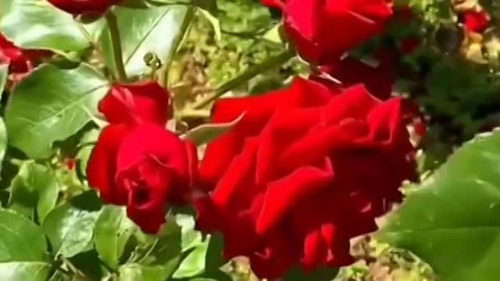 🌹❤️Хорошего дня❤️ 🌹