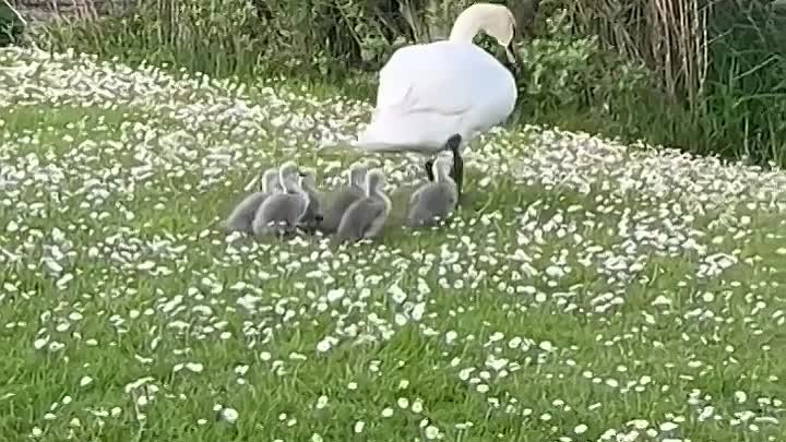 Лебедь вывел на прогулку потомство