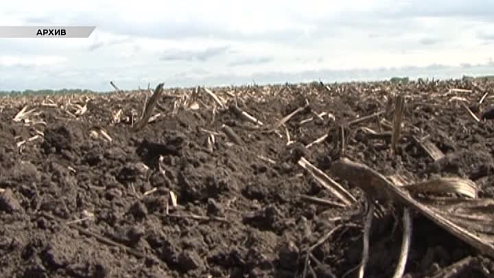 Курской области из-за заморозков погибло 10 тысяч га посевов