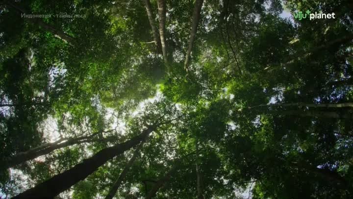 Индонезия - тайны леса / Indonesia - the Forests of the Strange / 2020