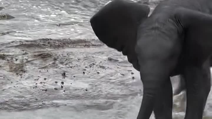Игры слонёнка