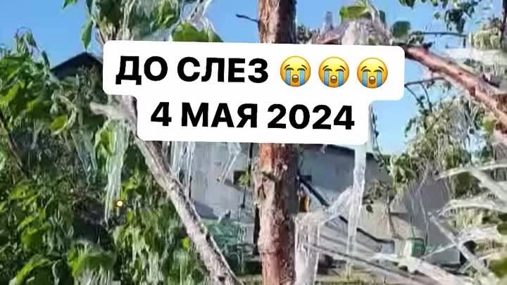 Лед на деревьях 4 мая 2024 год https://ok.ru/housegarden