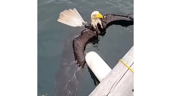 Помог выбраться орлану из воды
