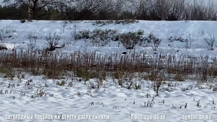 Лебеди в Загородном поселке СУНГУЛЬ на озере СИНАРА !89022563610☎️