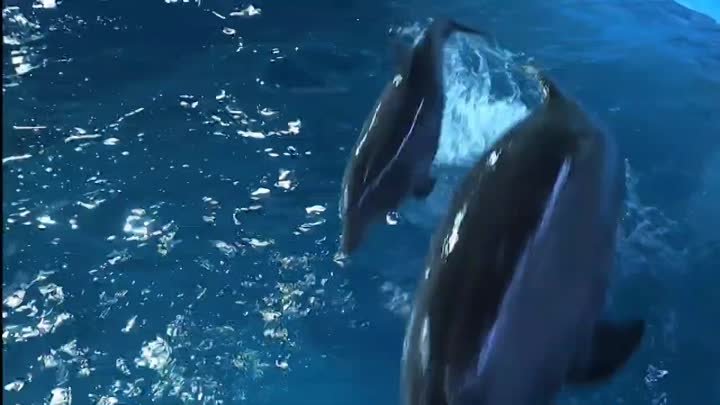 В Екатеринбургском Океанариуме родился дельфинёнок
