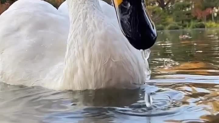 Лебеди 
