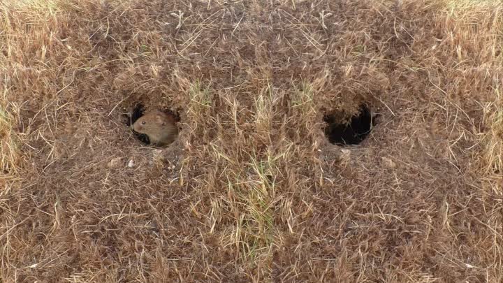 Видео для кошки - полевые мыши в норках