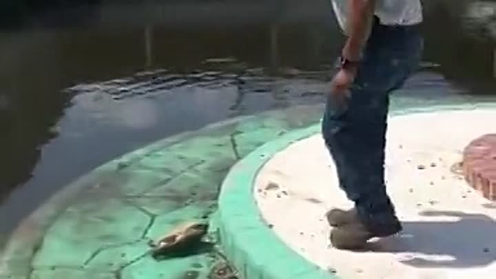 Работник зоопарка помог черепашке, но есть нюанс... 😱