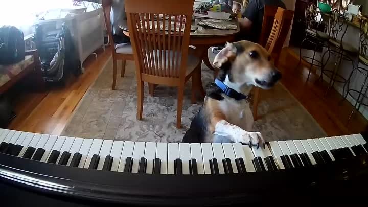 Buddy Mercury Piano Dog - My Furry Valentine