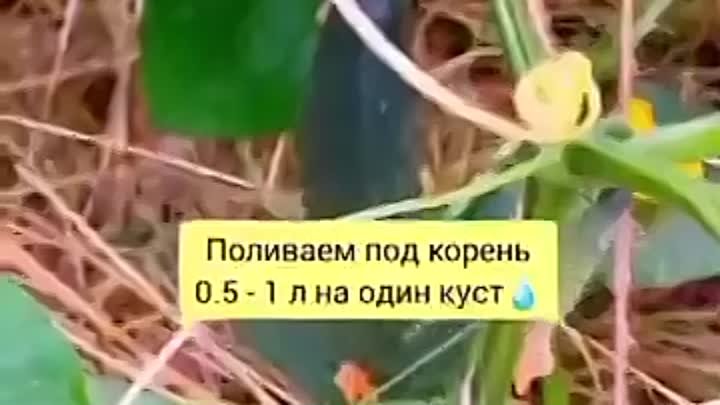 Древесная зола для огурцов 🥒