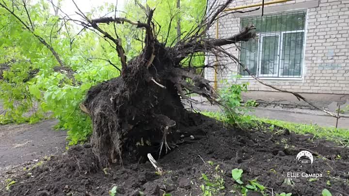 Вырвало с корнем — огромное дерево упало в Самаре на улице Физкульту ...