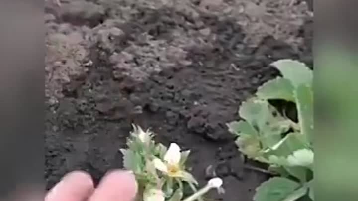 🍓 Невероятно крутая подкормка для вашей клубники. Обязательно попро ...