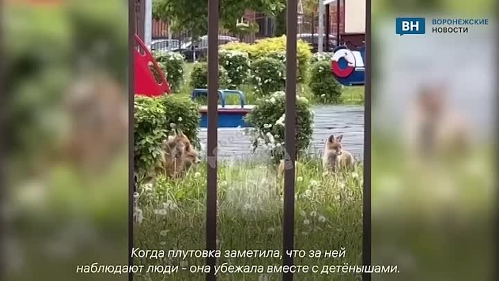 В Воронеже на детской площадке заметили лисицу с лисятами