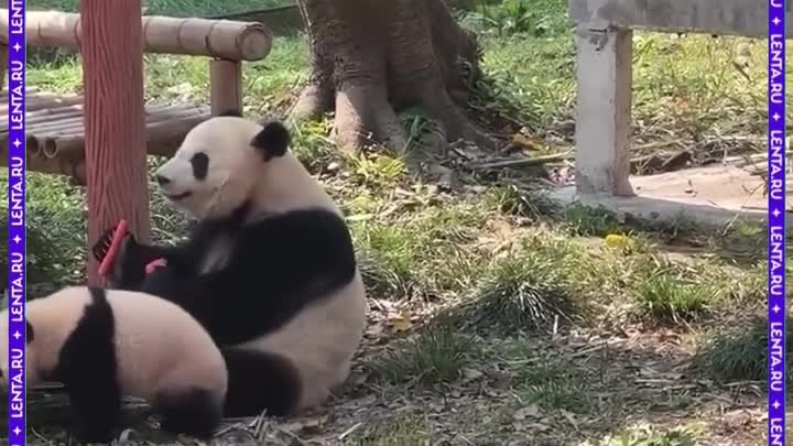 Детёныш большой панды напугал маму