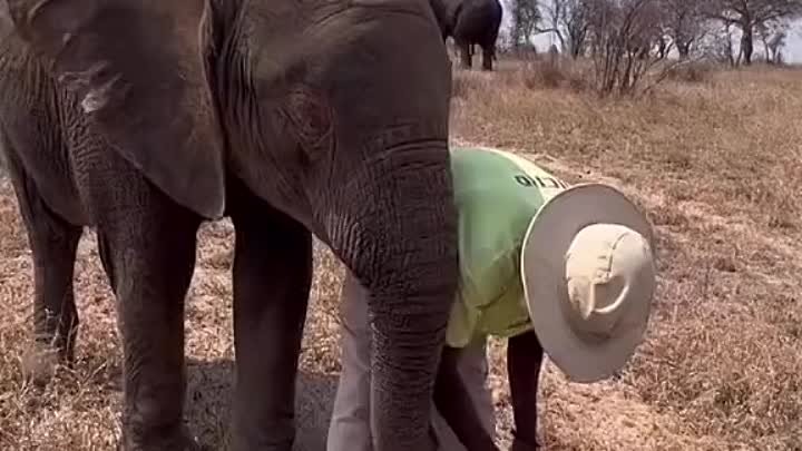 Слонёнок пьет молочко из бутылки