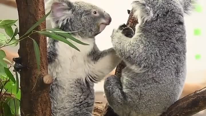 Удивительные коалы, любовь и забота