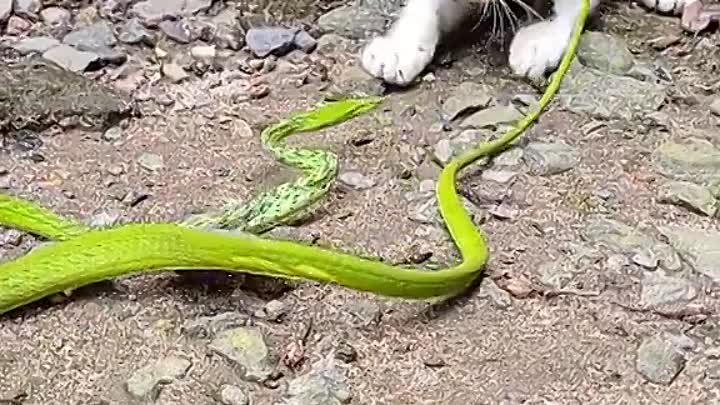 Котик нашел виноградную змею