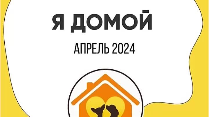 Рубрика я домой за апрель 2024 года, приют Домик Мелкашей 💛