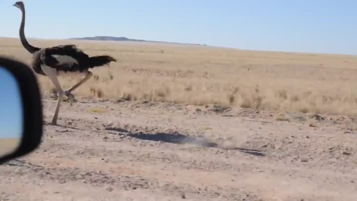 Африканский страус легко может держать скорость 50 км/ч