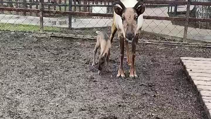 В барнаульском зоопарке родился оленёнок 😊🎉