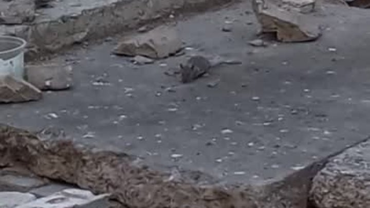 Нашествие крыс в Воронеже
