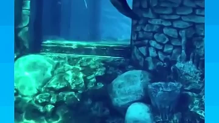 Дeльфин игрaeт с воздушными кольцами под водой 👍
