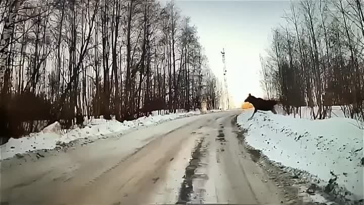 Стадо лосей переходит дорогу.