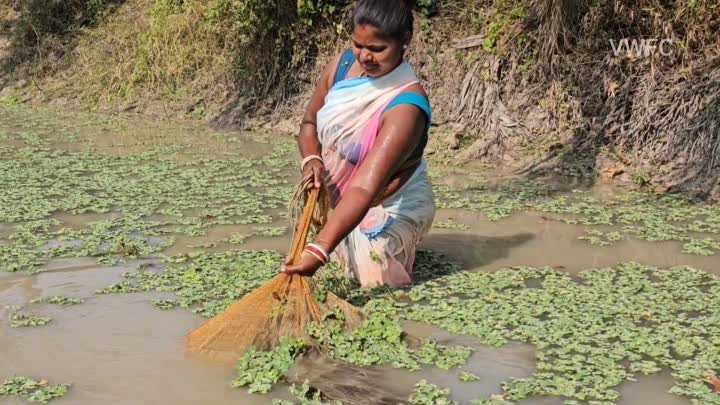 Новые удивительные деревенские женщины с сетью рыбалки в деревенском пруду