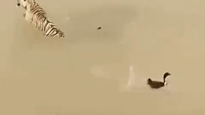 Утка и тигр 