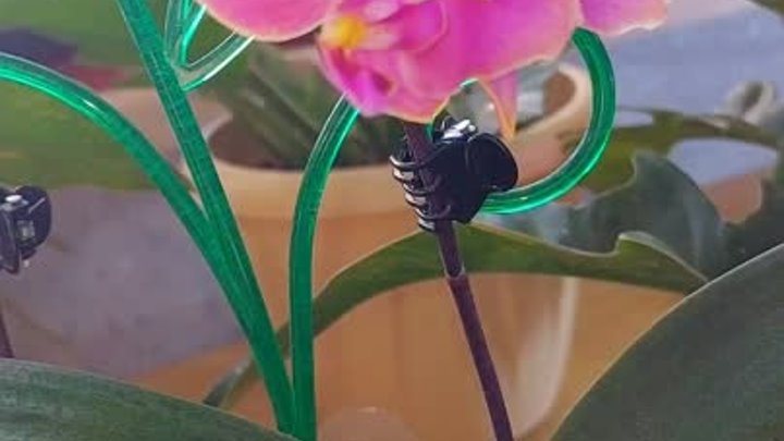 Теперь самая ароматная орхидея в моей коллекции Дасти Белль!🥰 #цвет ...