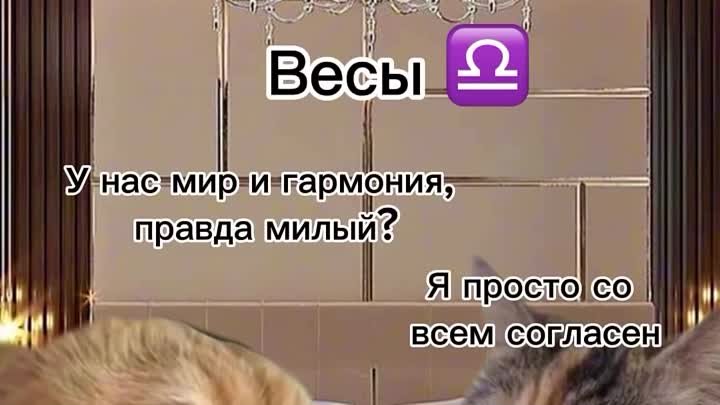 Как любят знаки зодиака🤣🤣