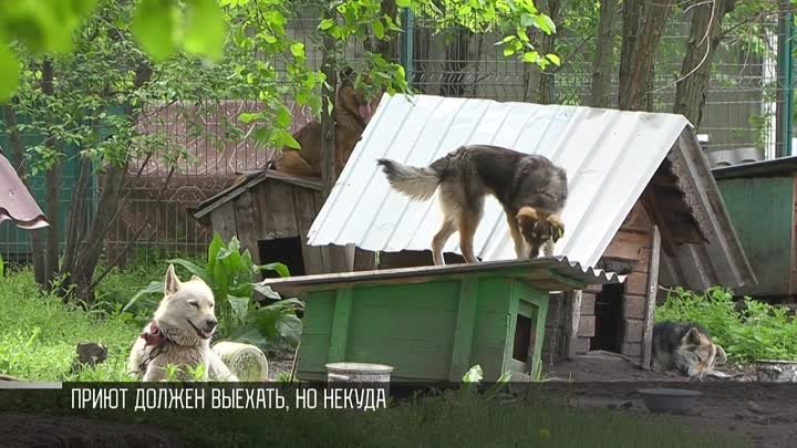 Бендерский приют для животных_ выселение и штрафы