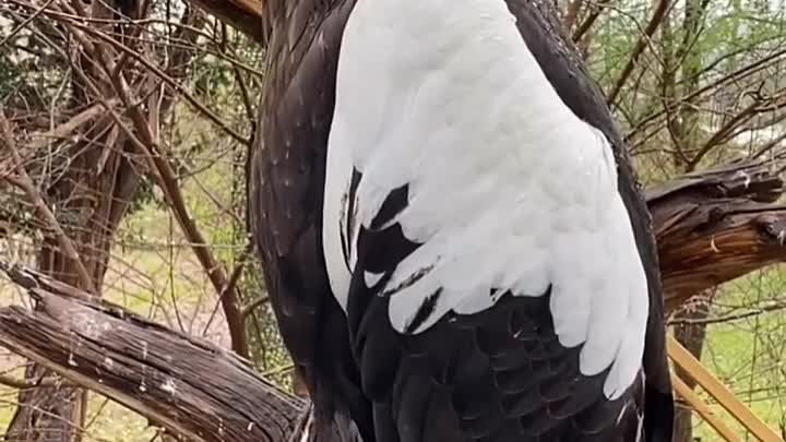 Белоплечий орлан 